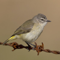 Yellow-rumped Thornbill